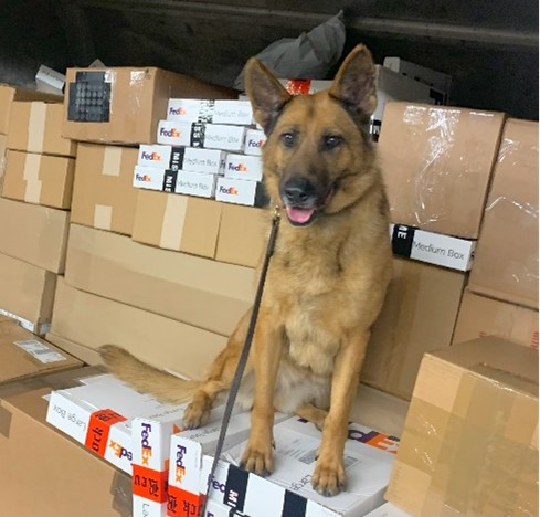 A dog sitting on a pile of boxes
